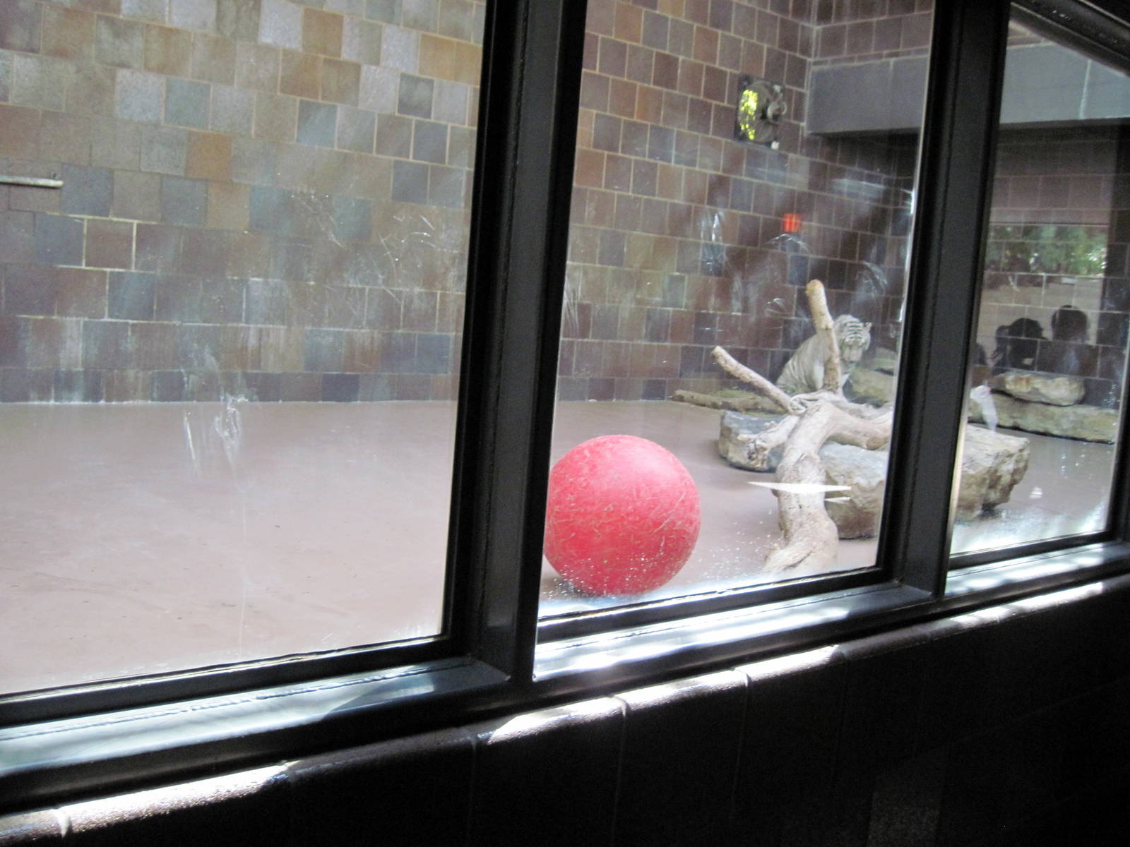 Cat Complex-White Tiger Exhibit