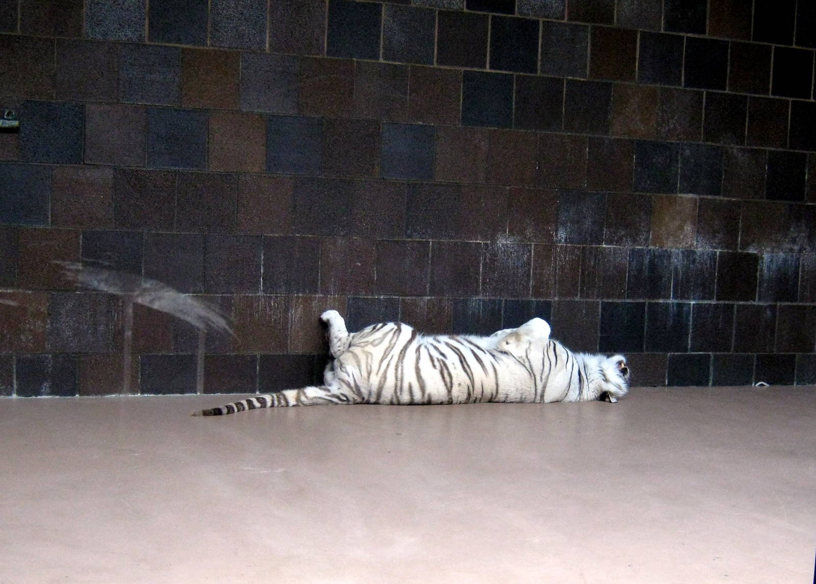 Cat Complex-White Tiger