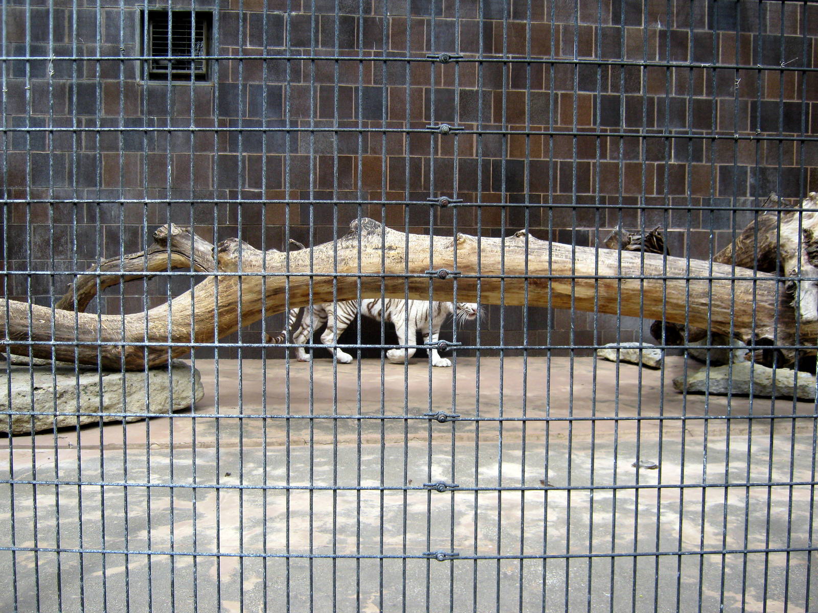 Cat Complex-White Tiger