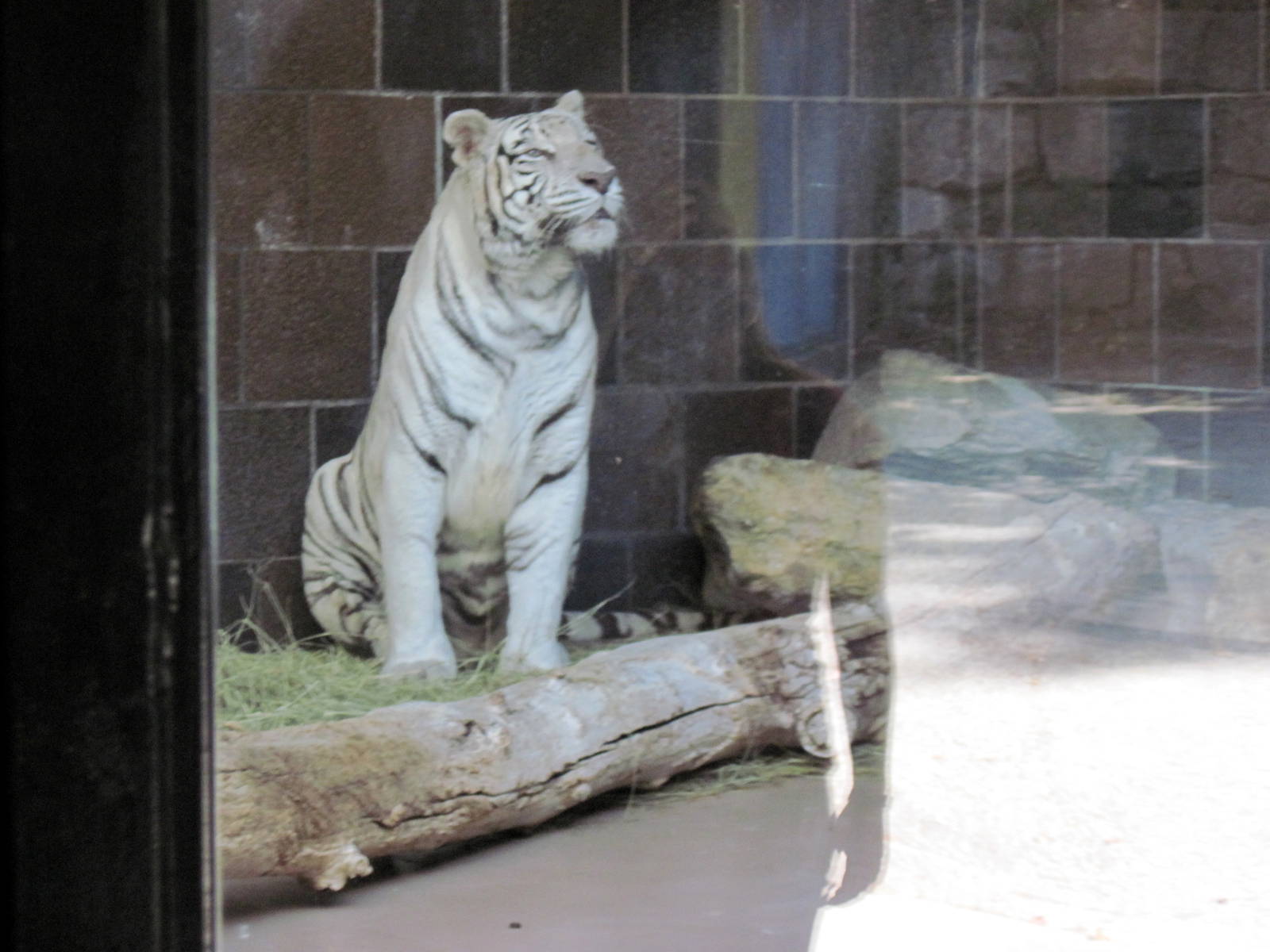 Cat Complex-White Tiger