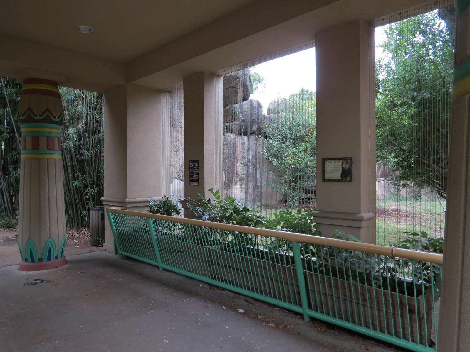 Cat Country - African Lion Exhibit