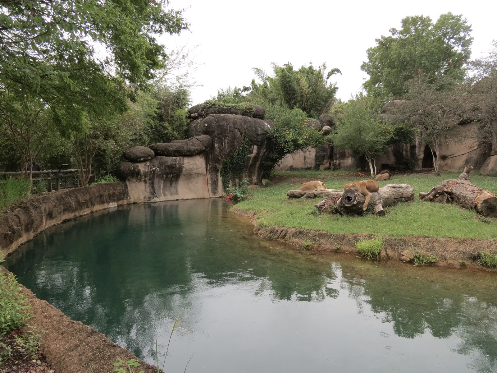Cat Country - African Lion Exhibit