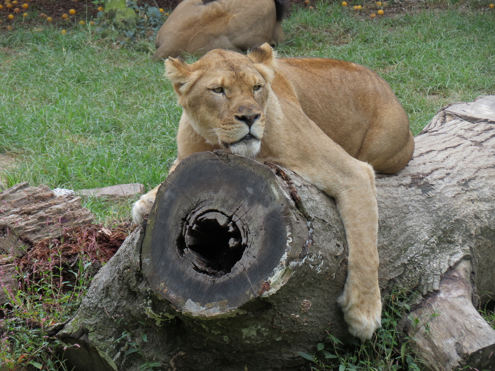 Cat Country - African Lion Exhibit