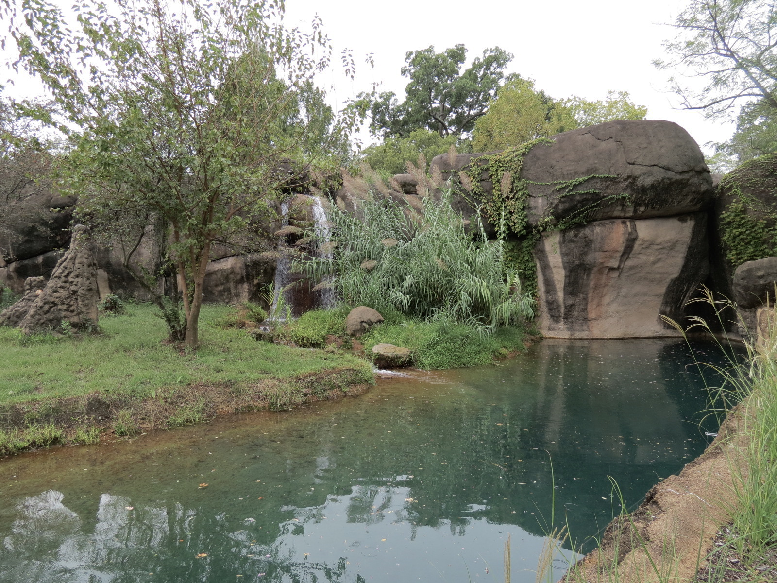Cat Country - African Lion Exhibit