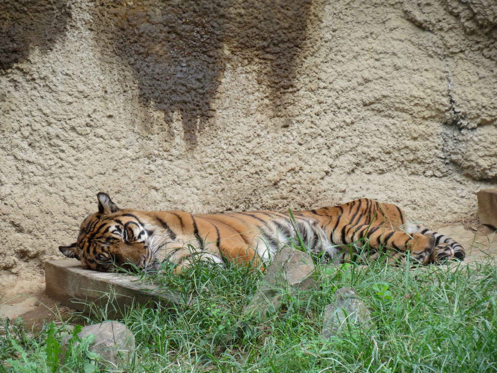 Cat Country - Bengal Tiger Exhibit