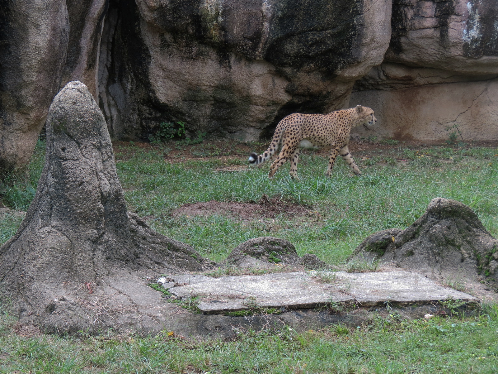 Cat Country - Cheetah Exhibit