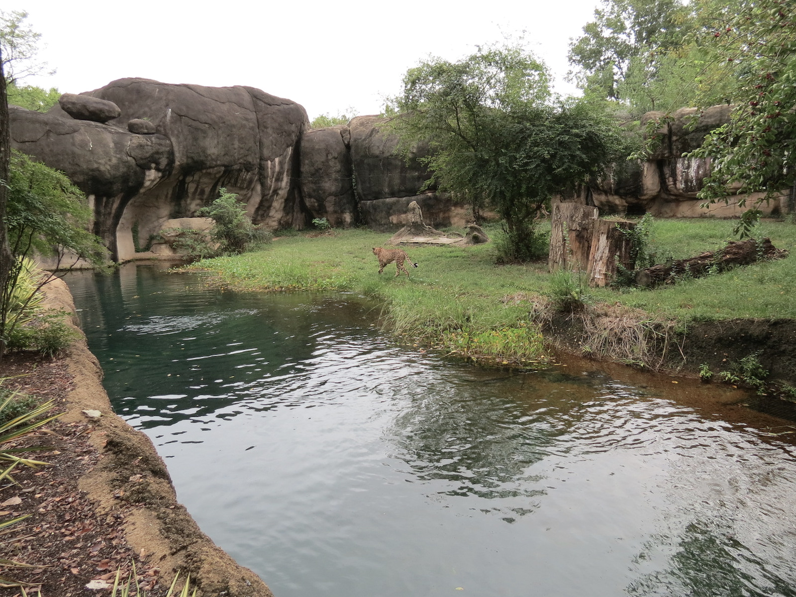 Cat Country - Cheetah Exhibit