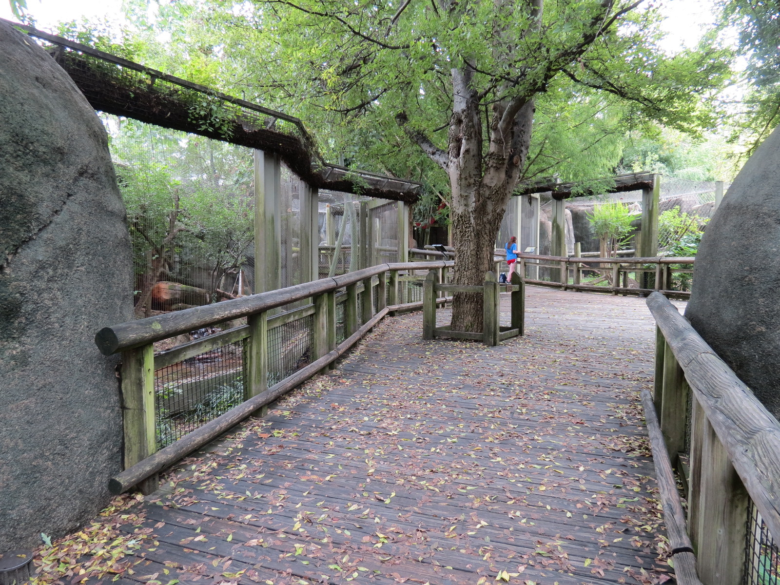 Cat Country - Ocelot Exhibit Viewing Area