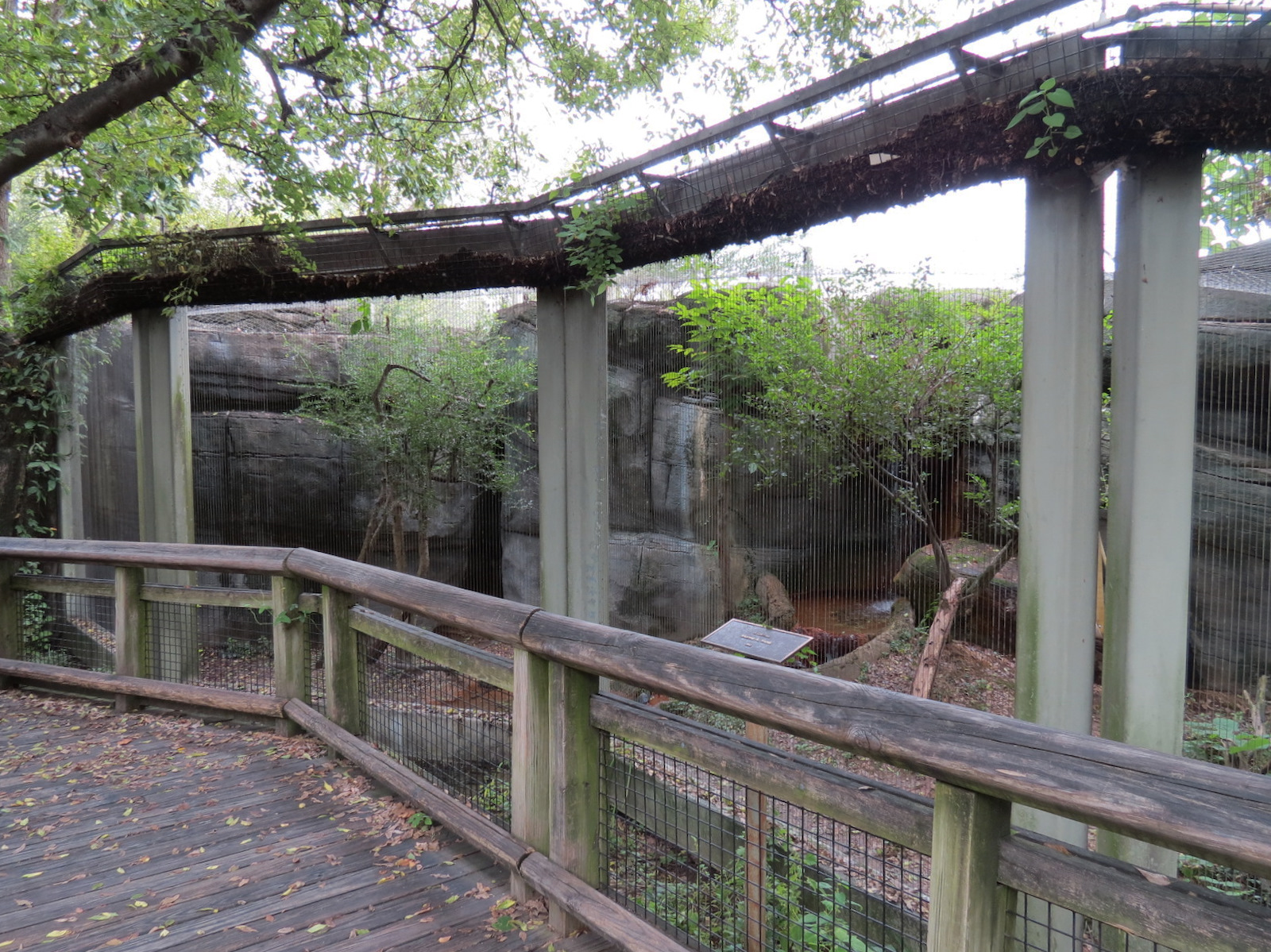 Cat Country - Ocelot Exhibit