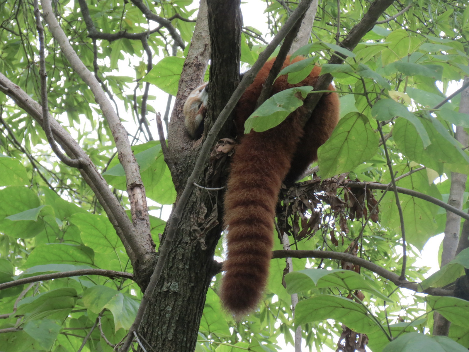 Cat Country - Red Panda Exhibit