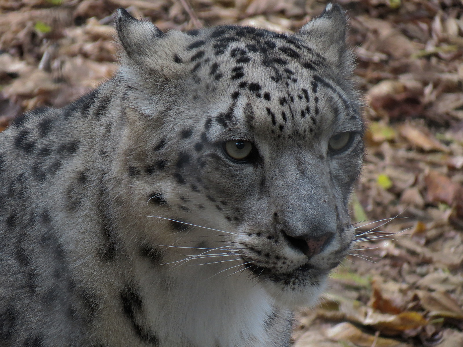 Cat Country - Snow Leopard Exhibit