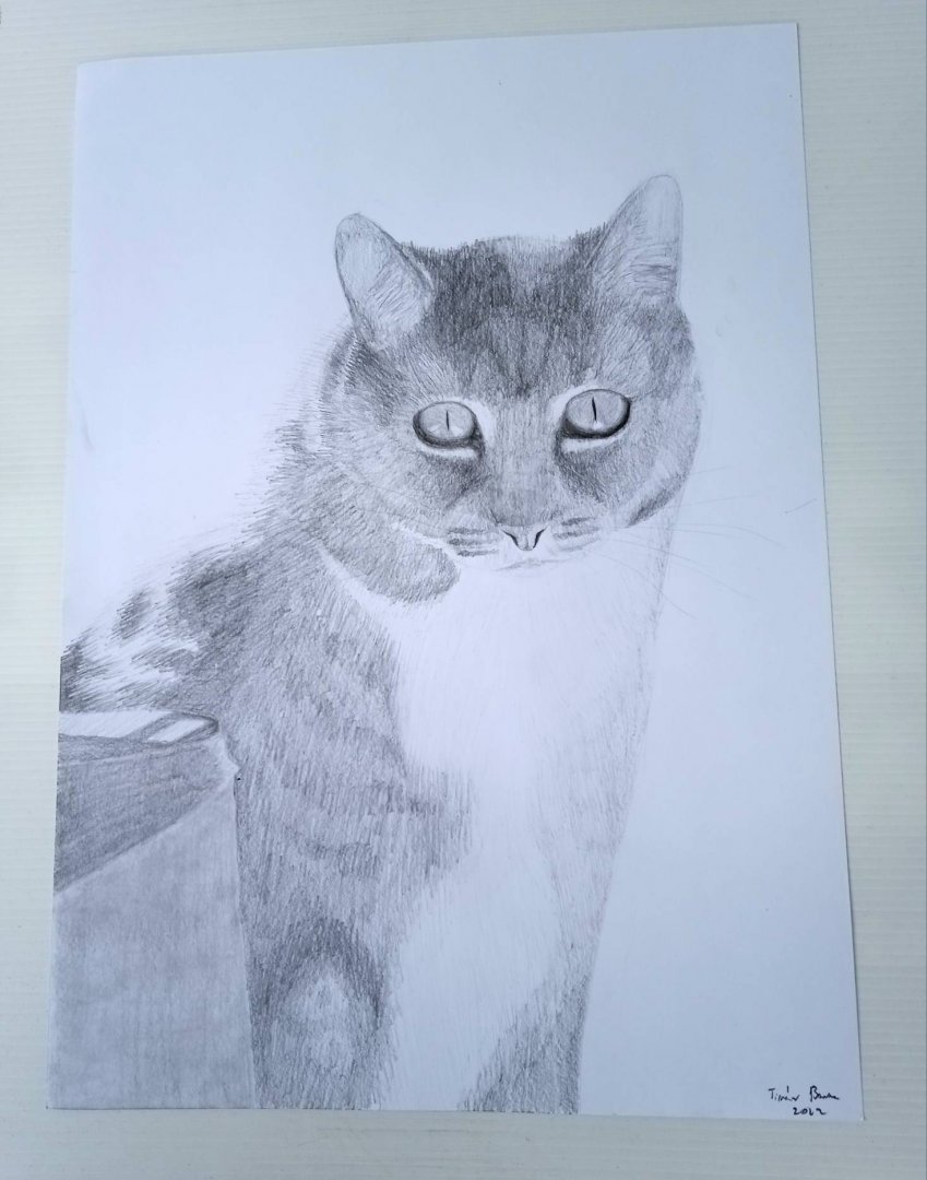 Cat drawn as a purchase order