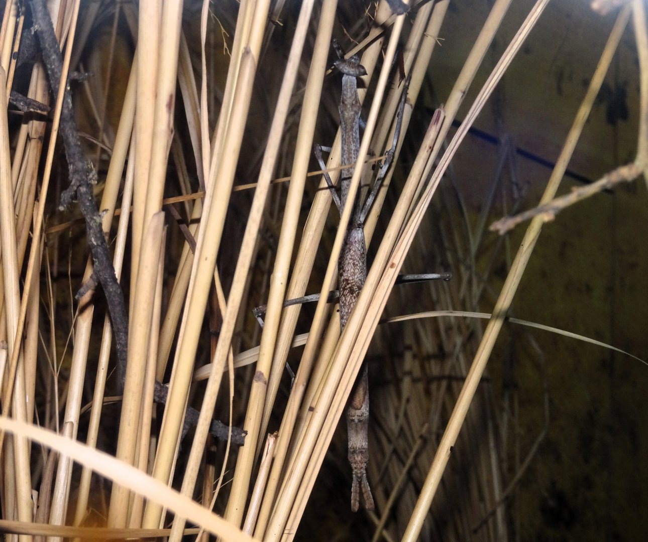 Cat-eyed Mantis 6 September 2025