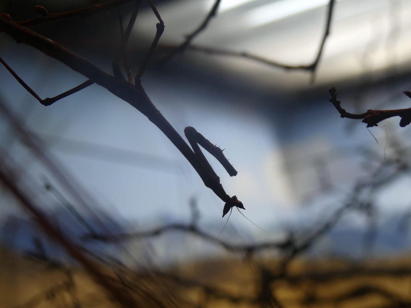 Cat Eyed Mantis - Heart of Africa - 02.04.25