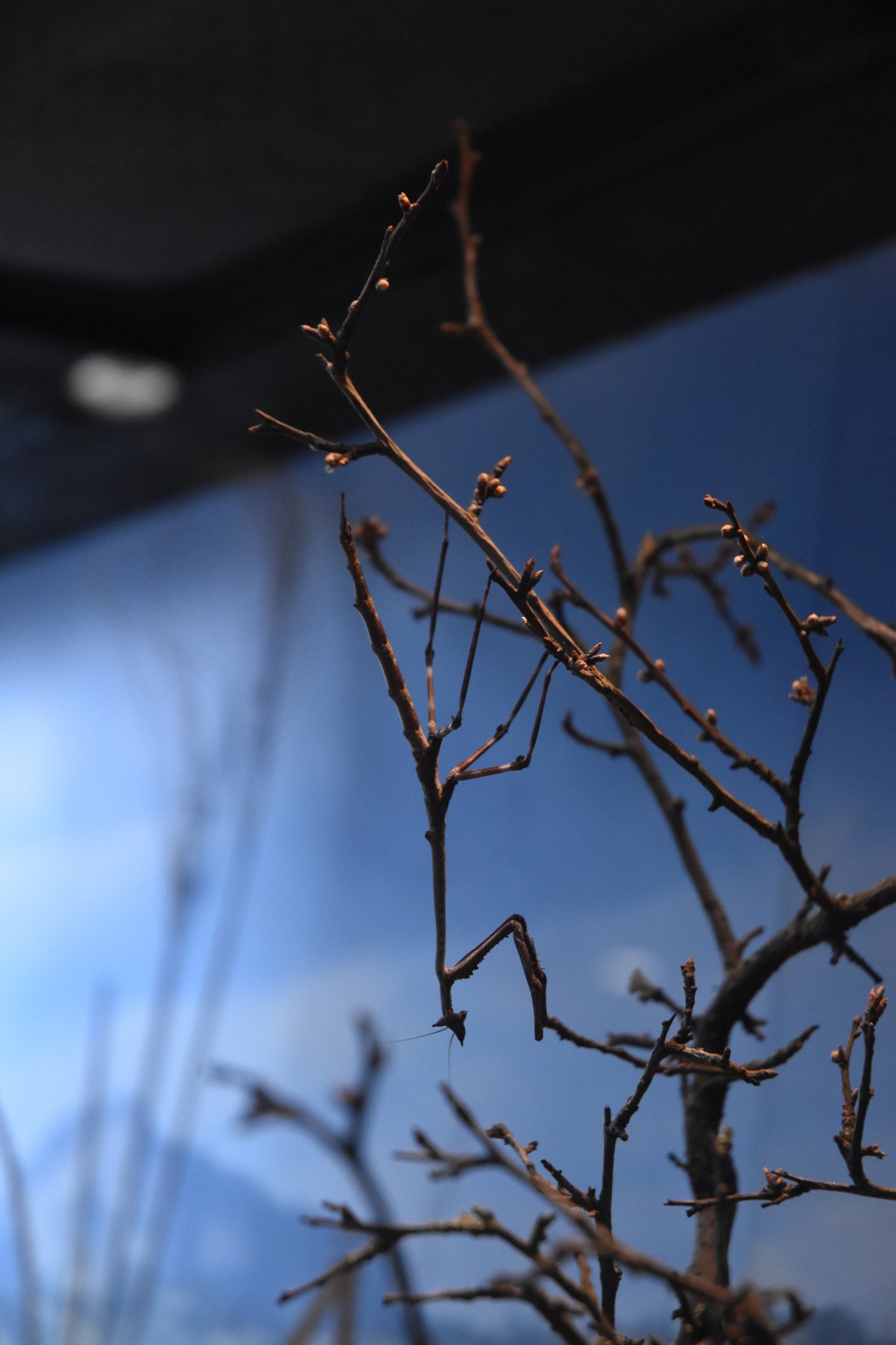 Cat-eyed Mantis in Hidden Savannah, Heart of Africa at Chester, 12th April 2025