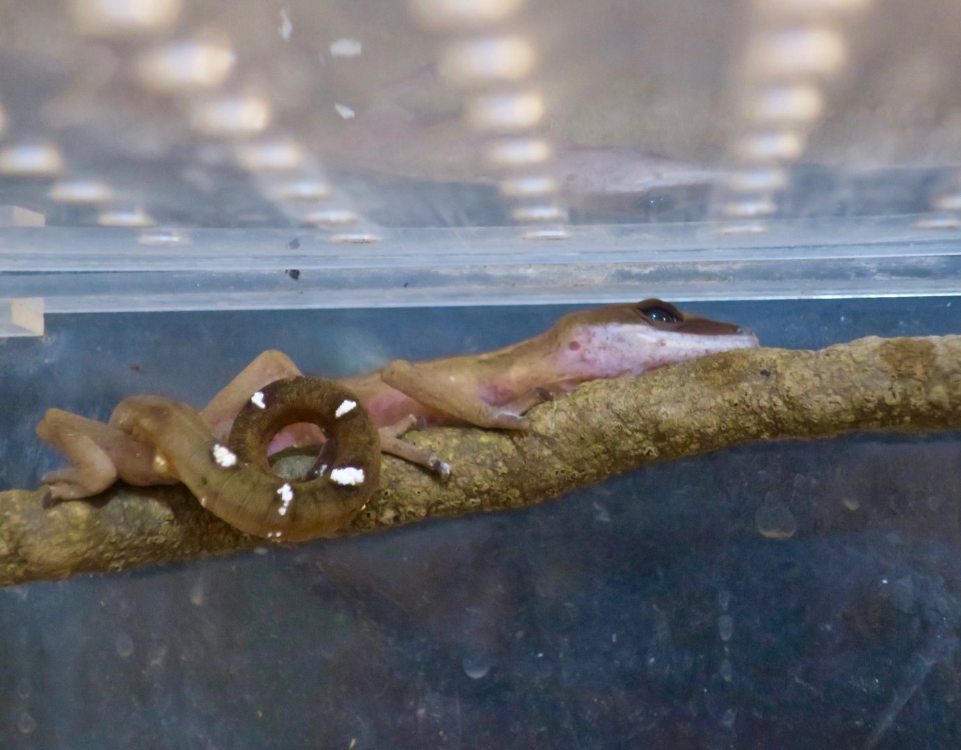 Cat Gecko (Aeluroscalabotes felinus)