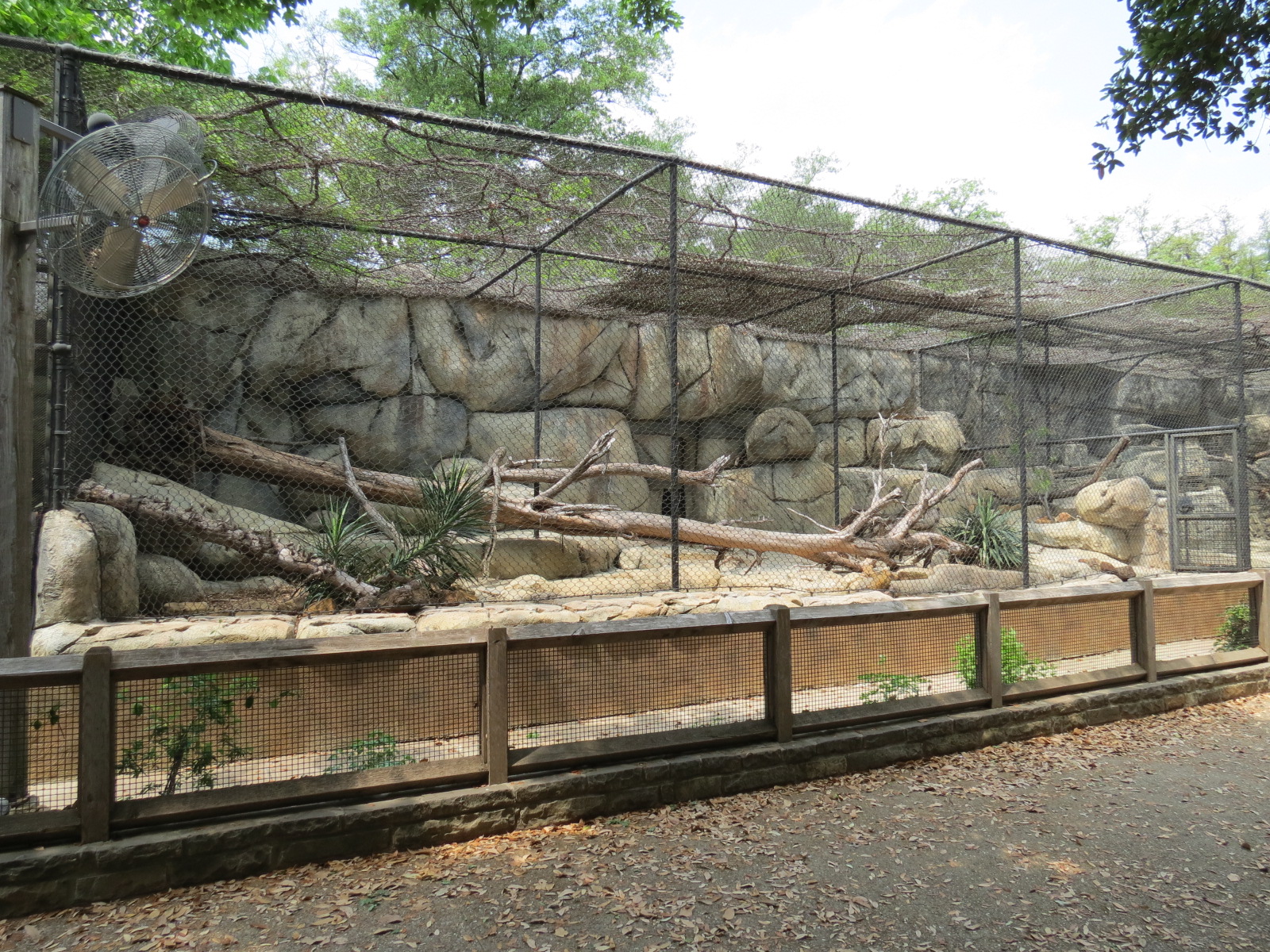 Cat Green - Bobcat Exhibit