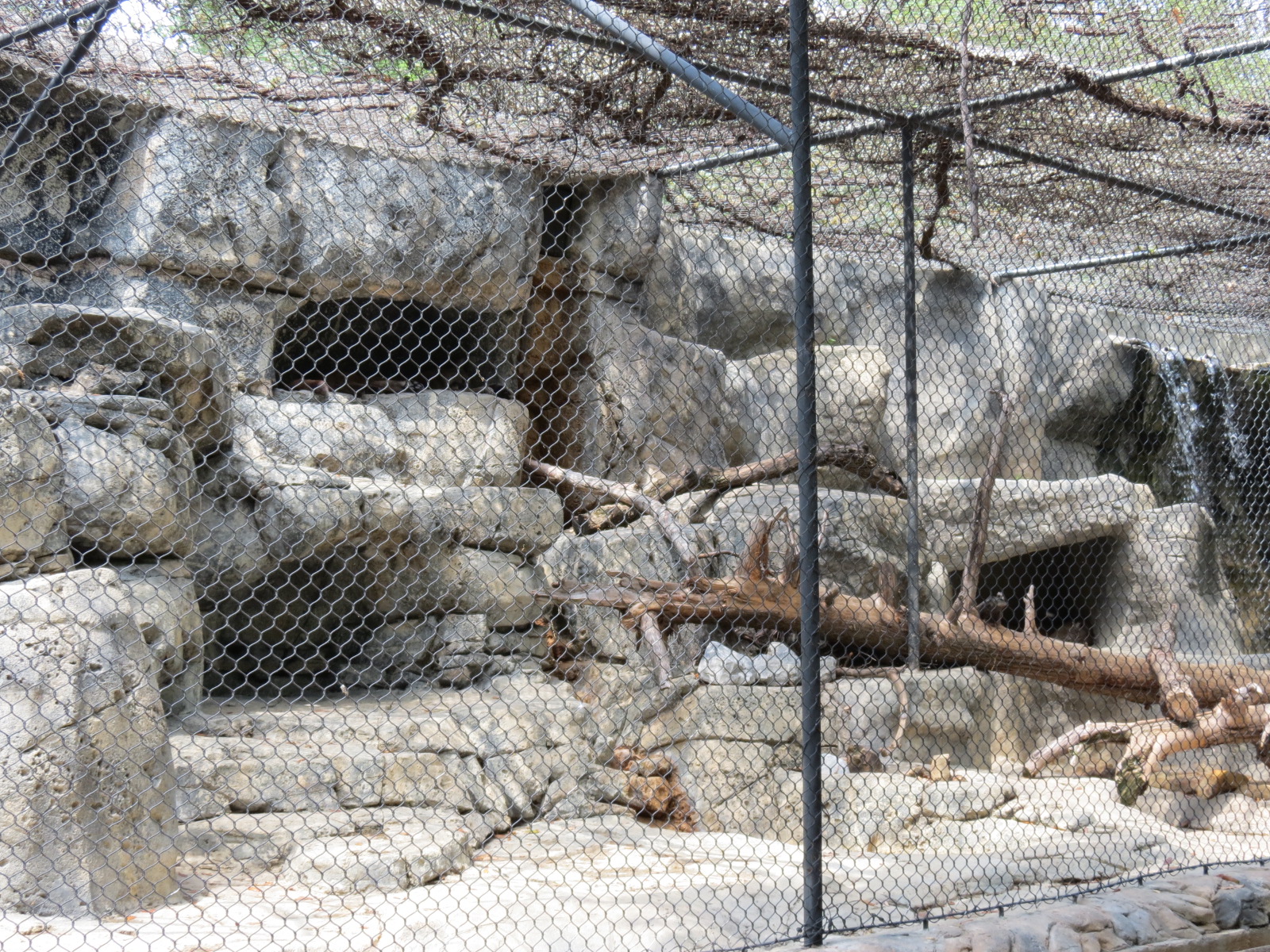 Cat Green - Cougar Exhibit