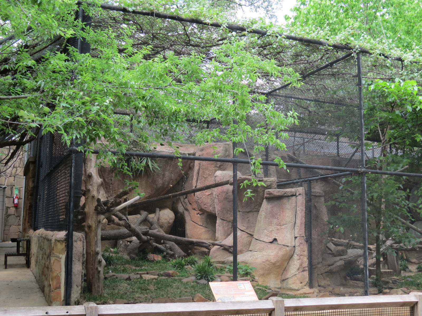 Cat Green - Ocelot Exhibit 2