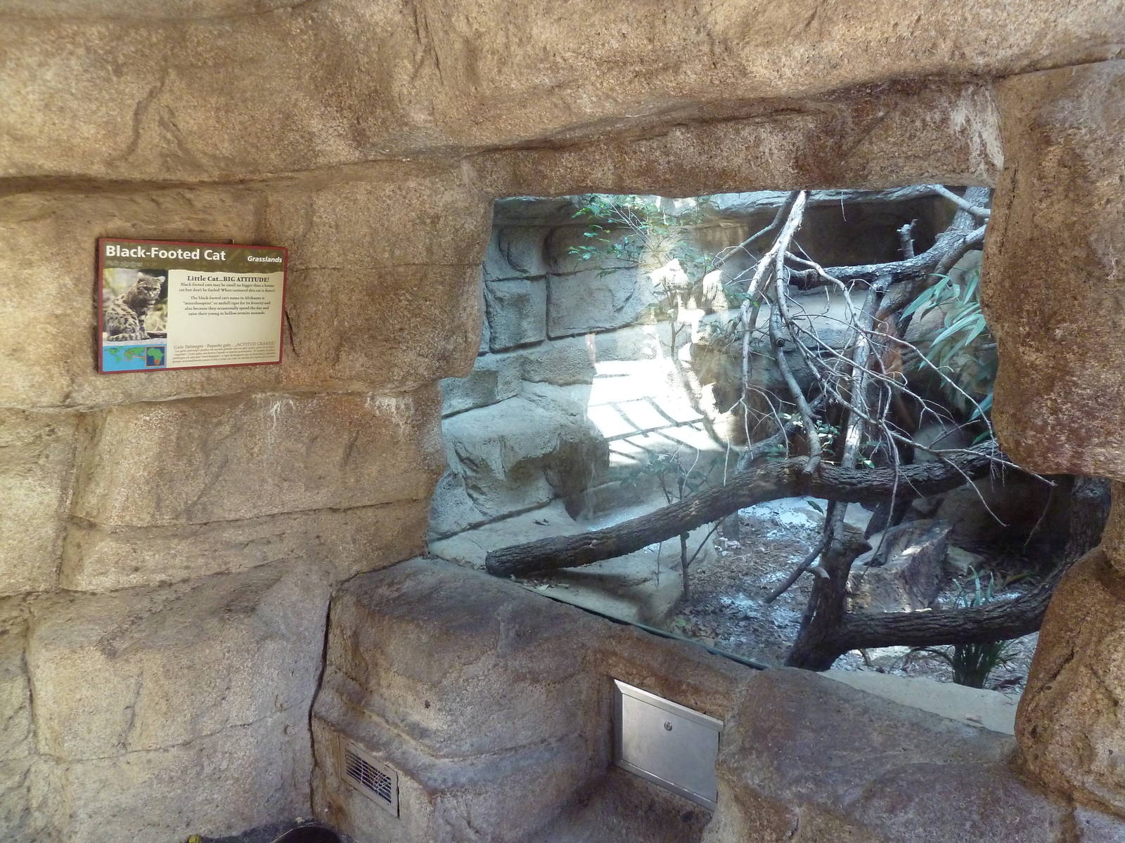 Cat Grotto - Black-Footed Cat Exhibit