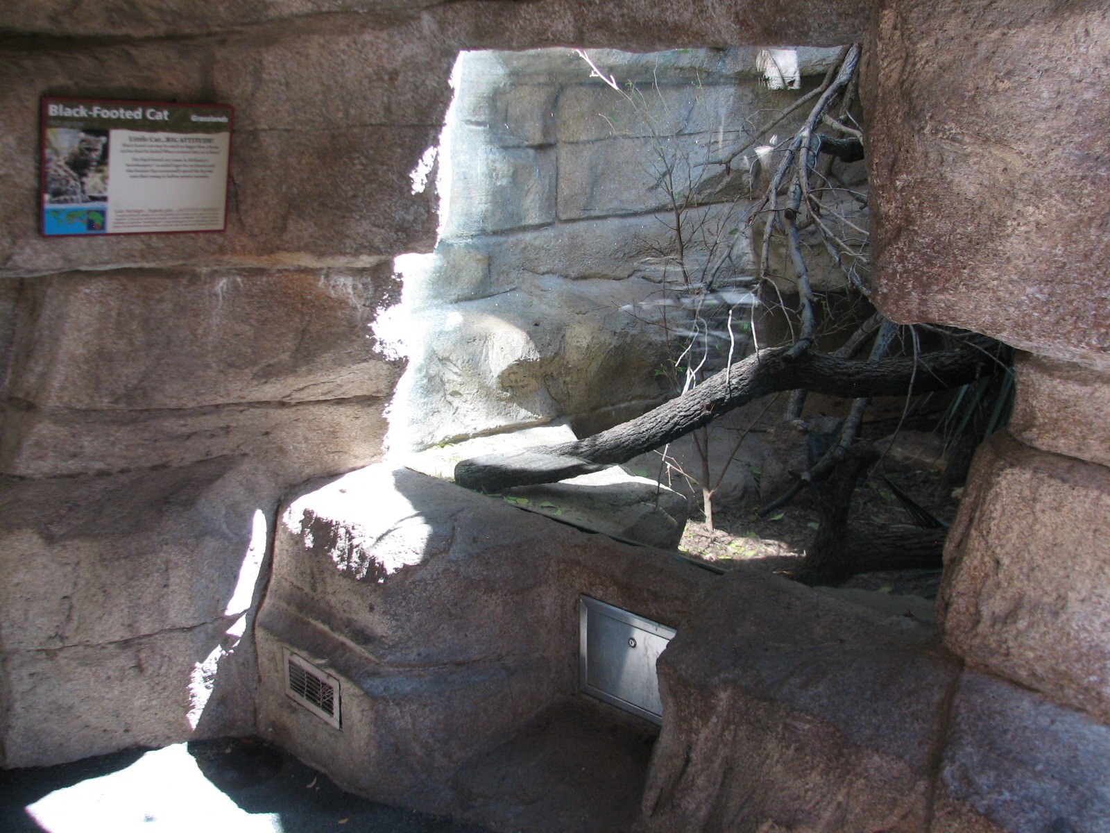 Cat Grotto - Black-footed Cat Exhibit