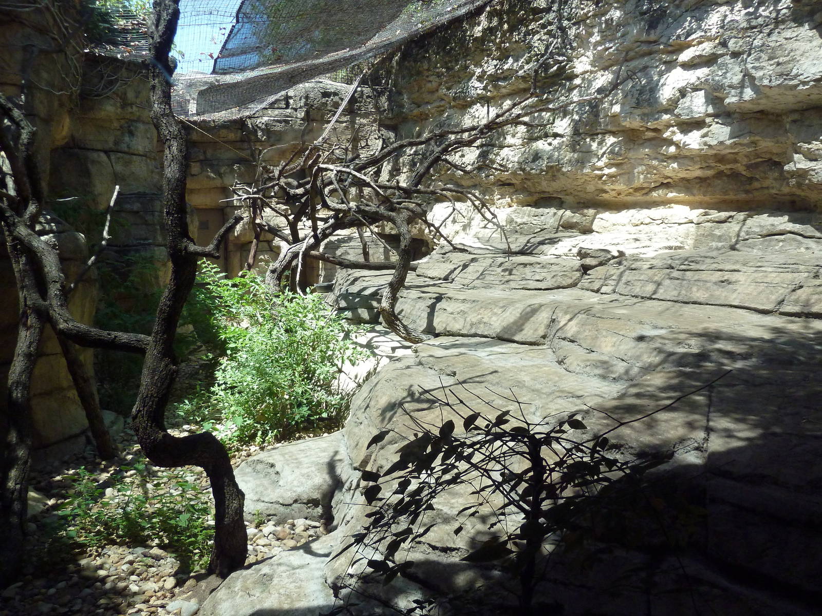Cat Grotto - Clouded Leopard Exhibit