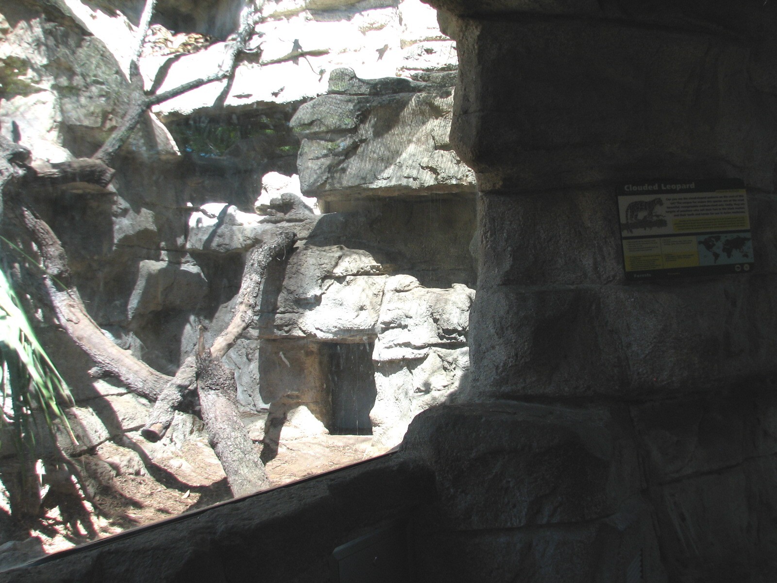 Cat Grotto - Clouded Leopard Exhibit