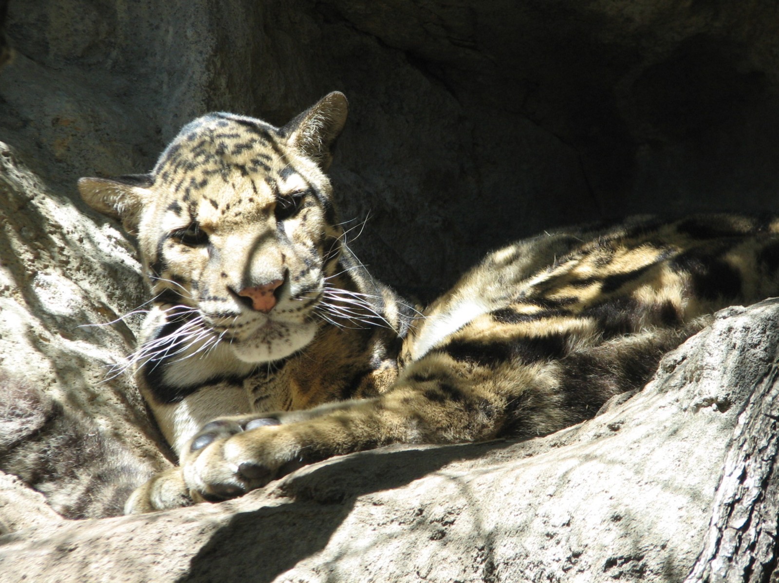 Cat Grotto - Clouded Leopard