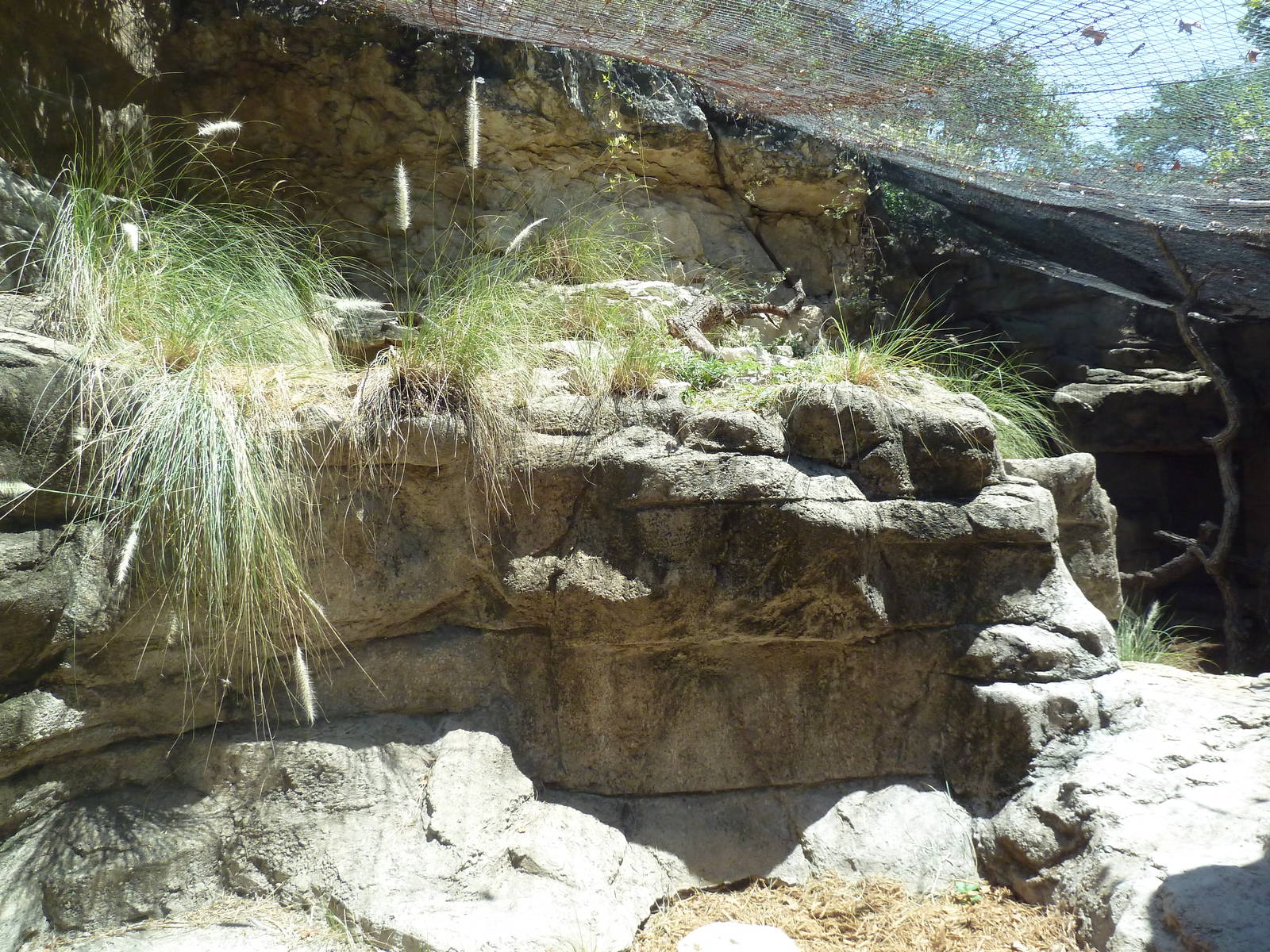 Cat Grotto - Fossa Exhibit