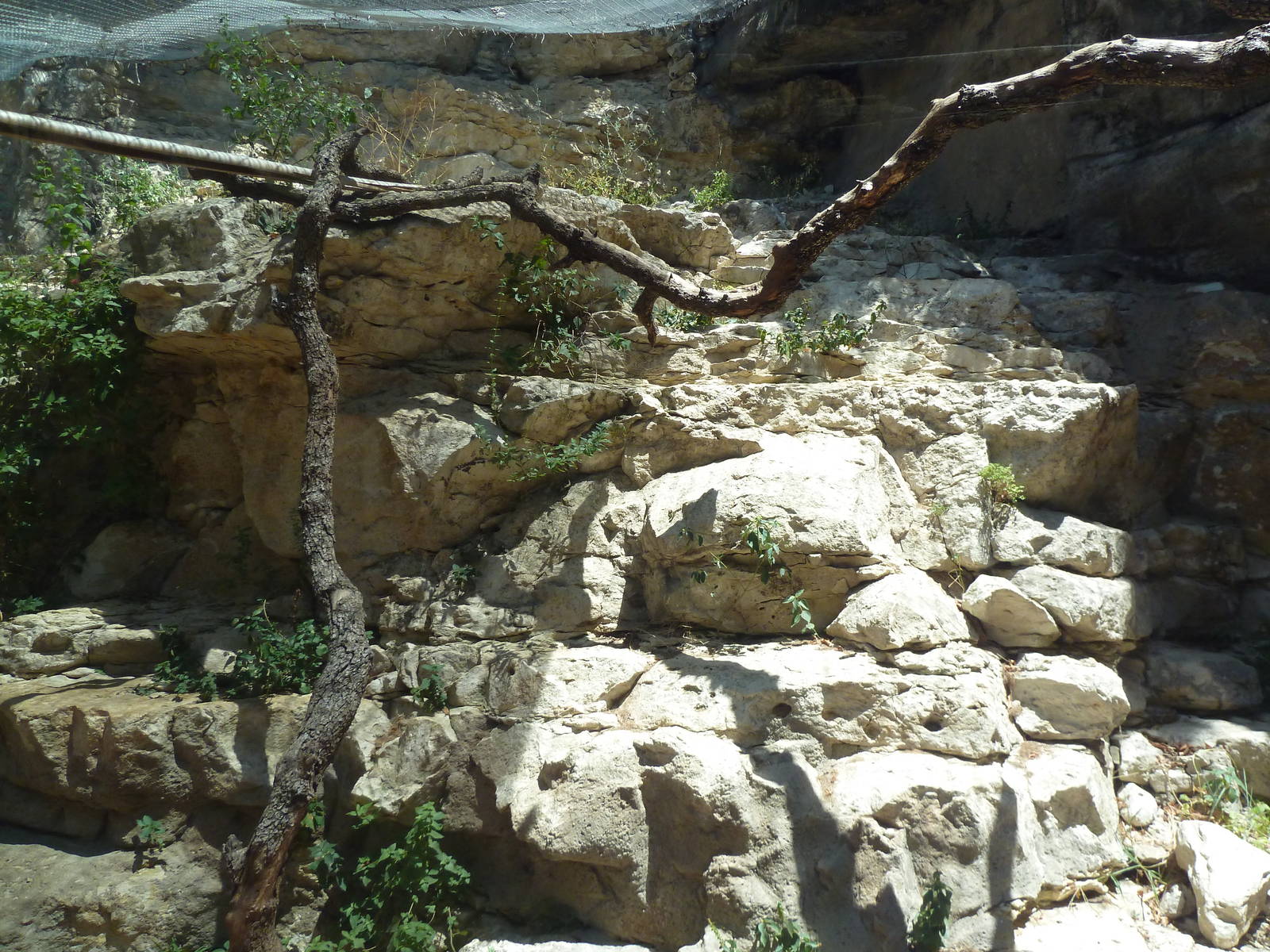 Cat Grotto - Fossa Exhibit