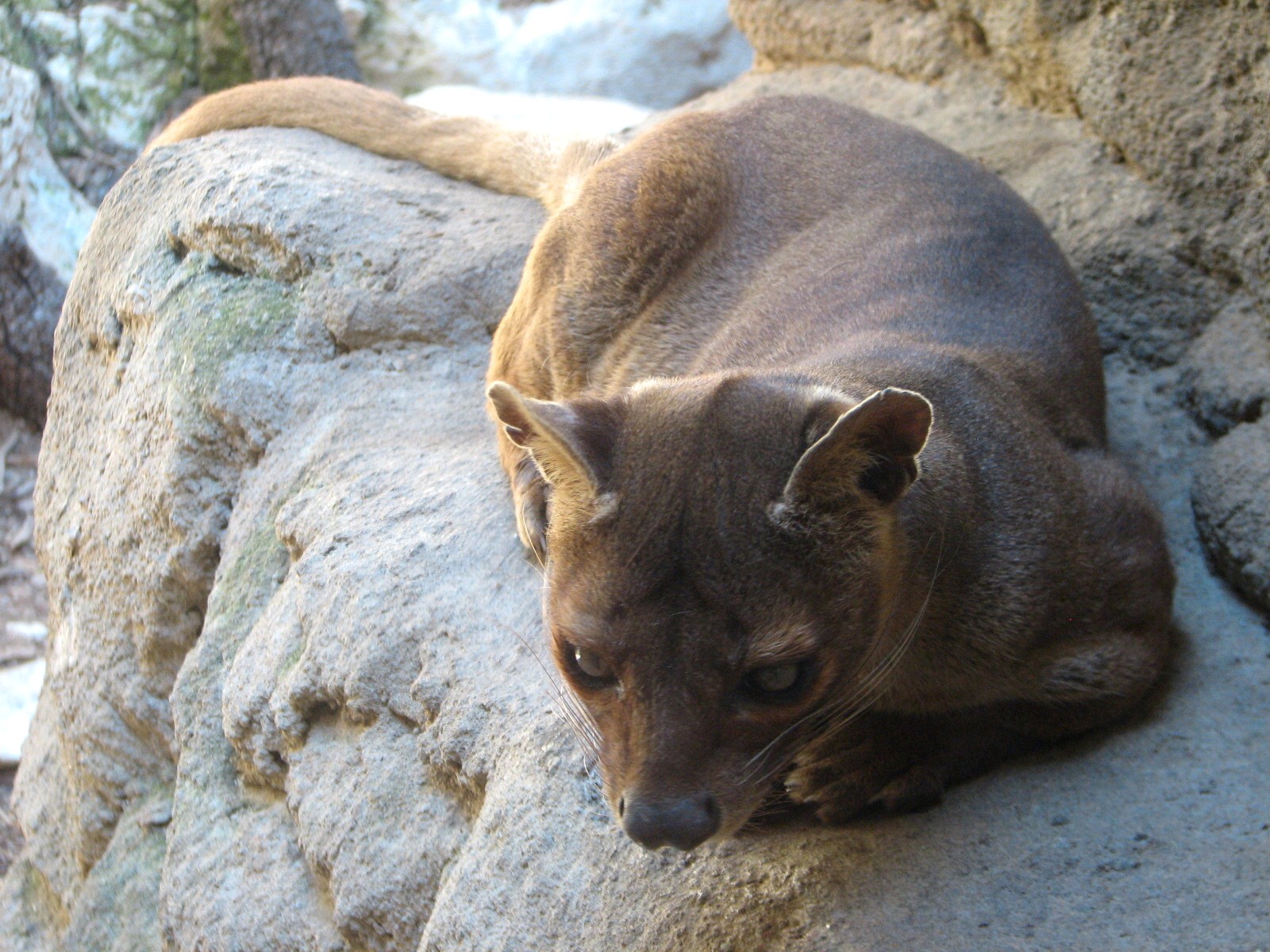 Cat Grotto - Fossa
