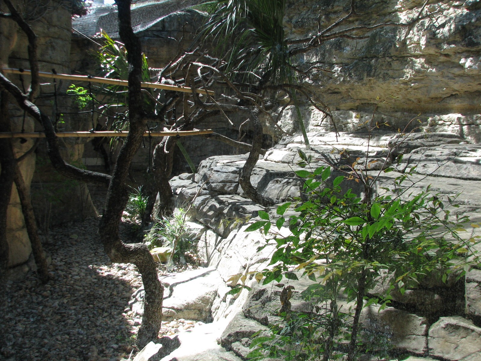 Cat Grotto - Red Ruffed Lemur Exhibit