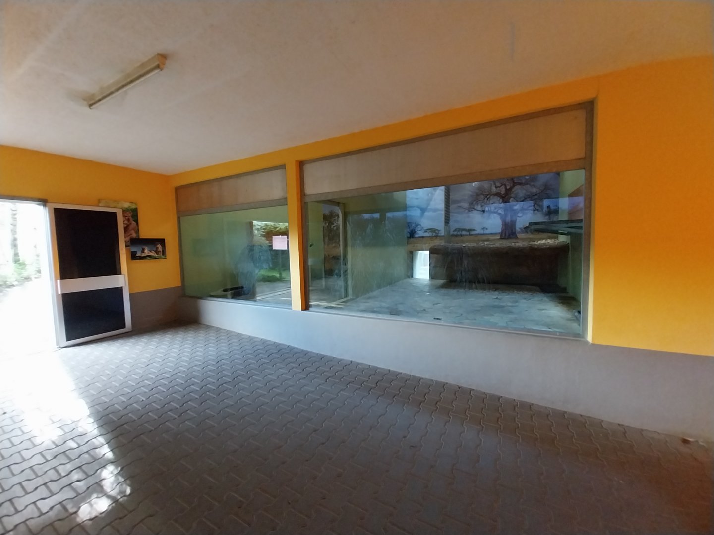 Cat House - African lion