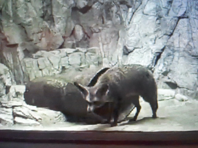 Cat House- Bat-eared fox