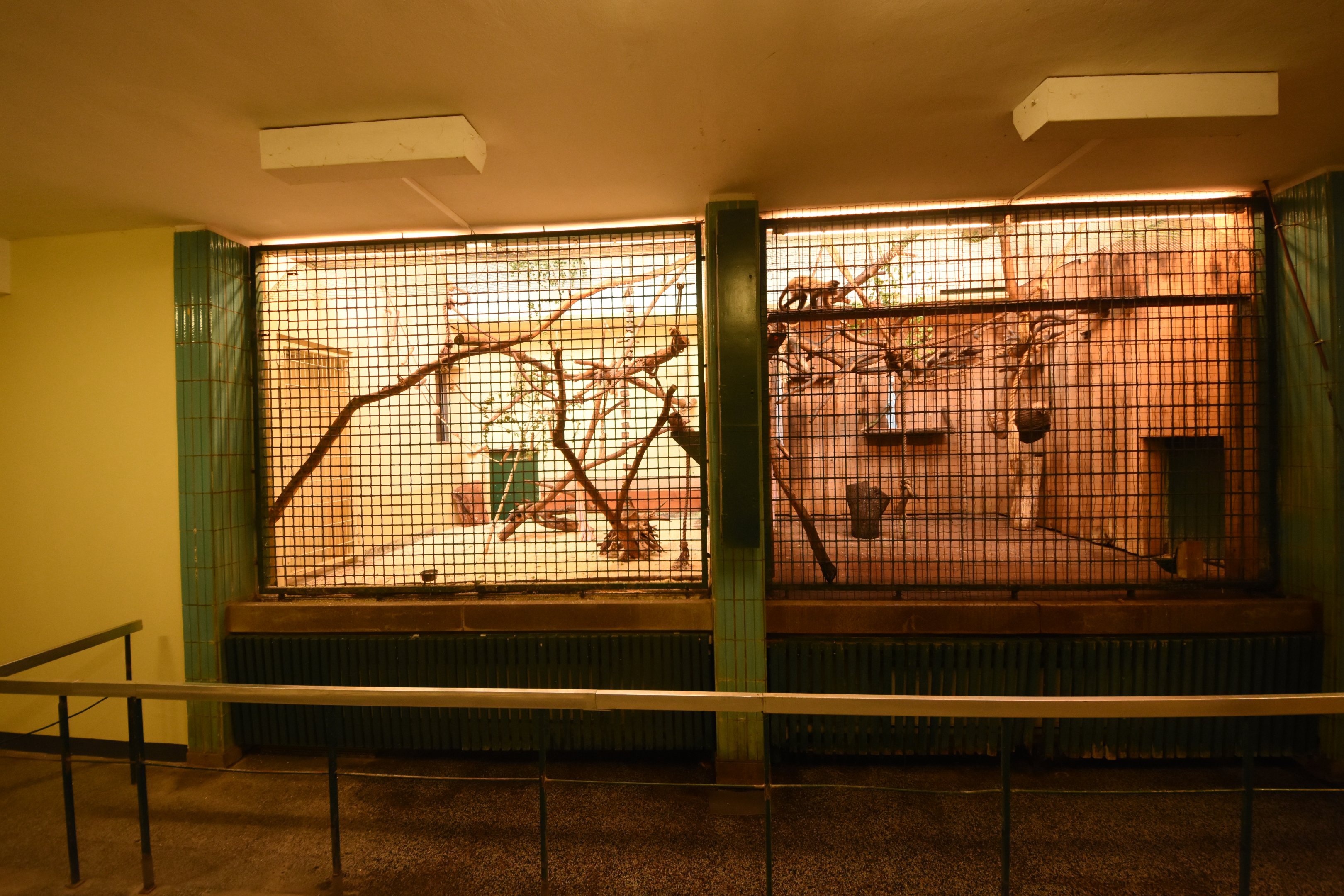 Cat house - Capuchin indoors