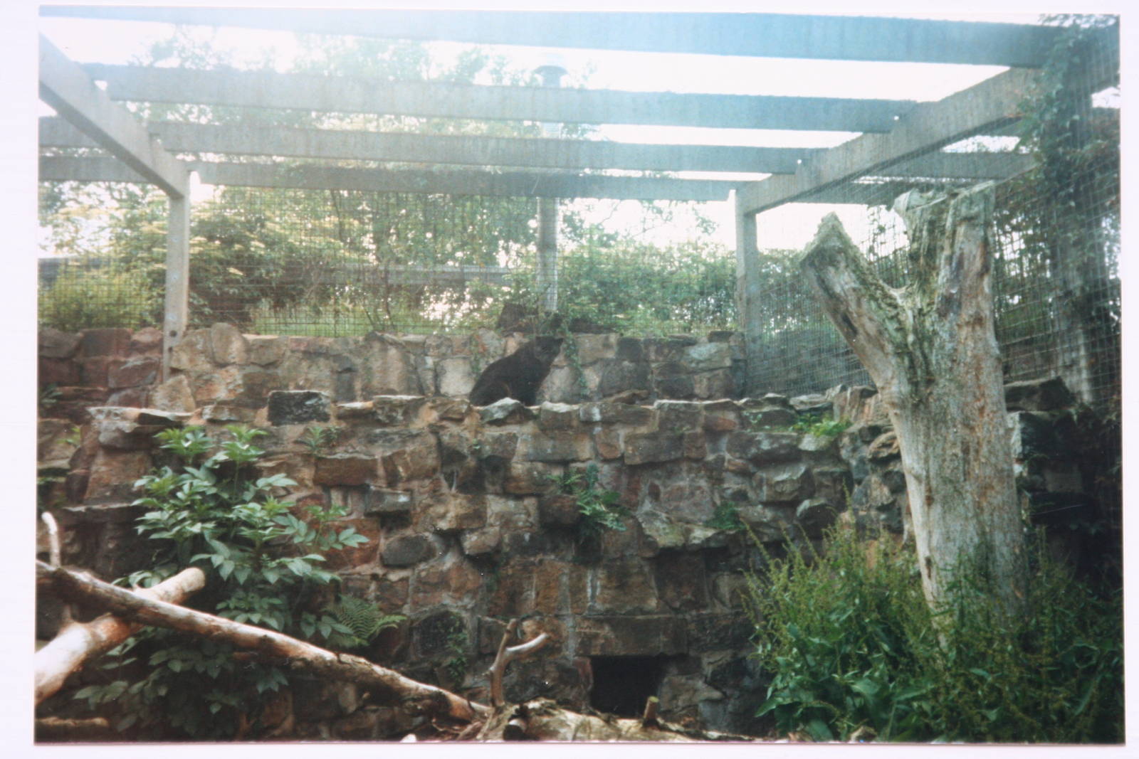 Cat House enclosure @ Chester Zoo; circa 1987