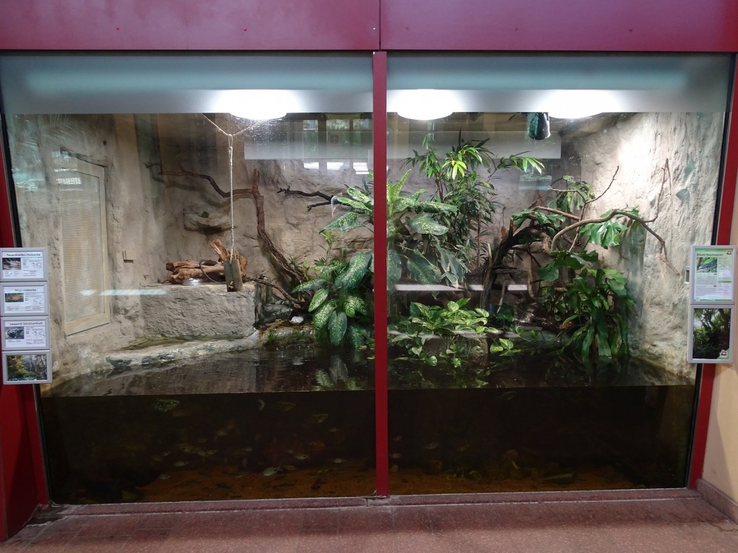 Cat House: Enclosure for Blue-spotted tree monitor and some fishes (04/22)