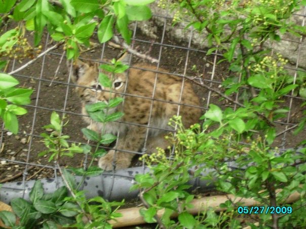 Cat House- Eurasian lynx kitten