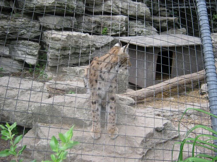 Cat House-Eurasian Lynx