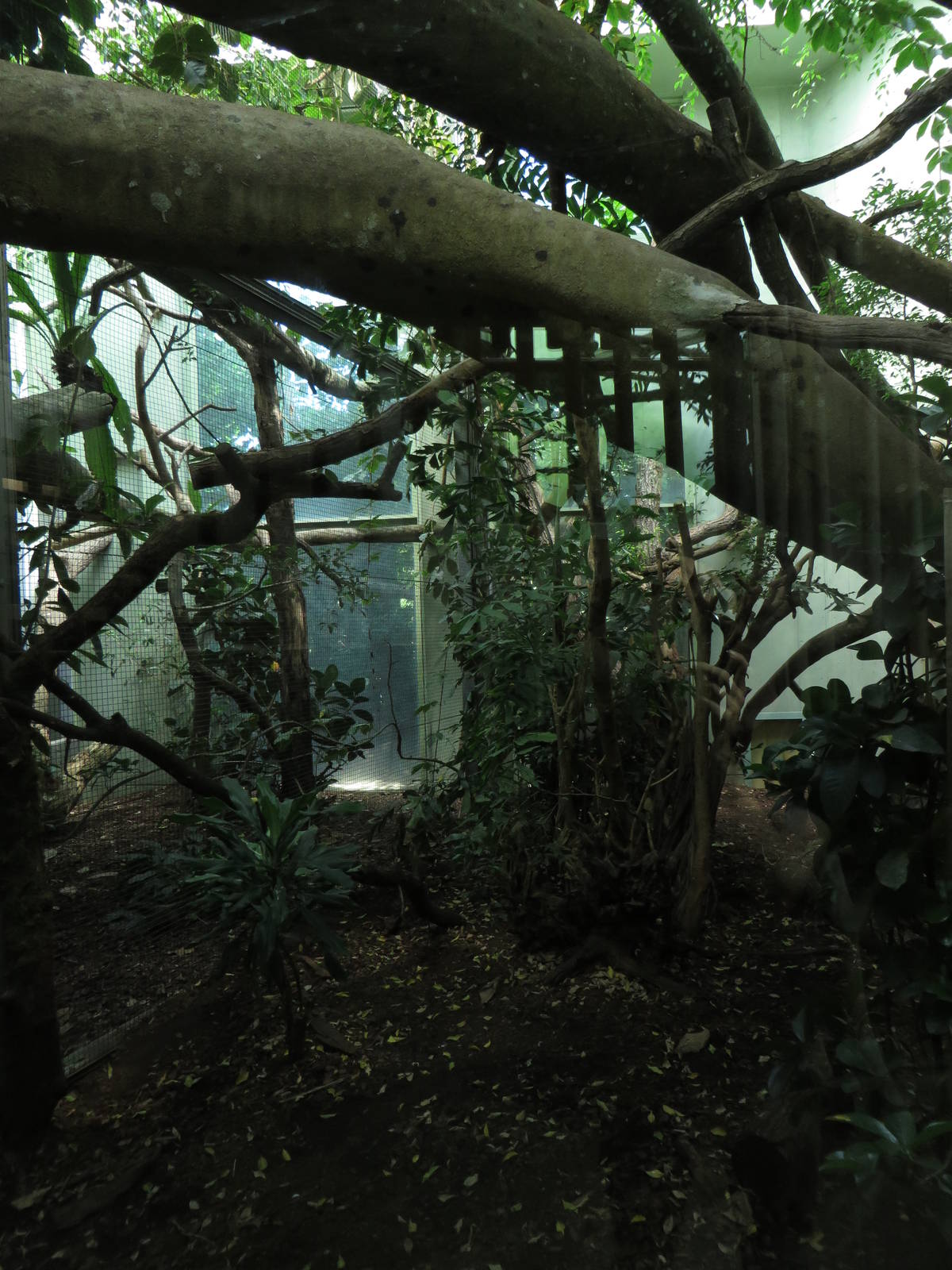 cat house - fossa indoors
