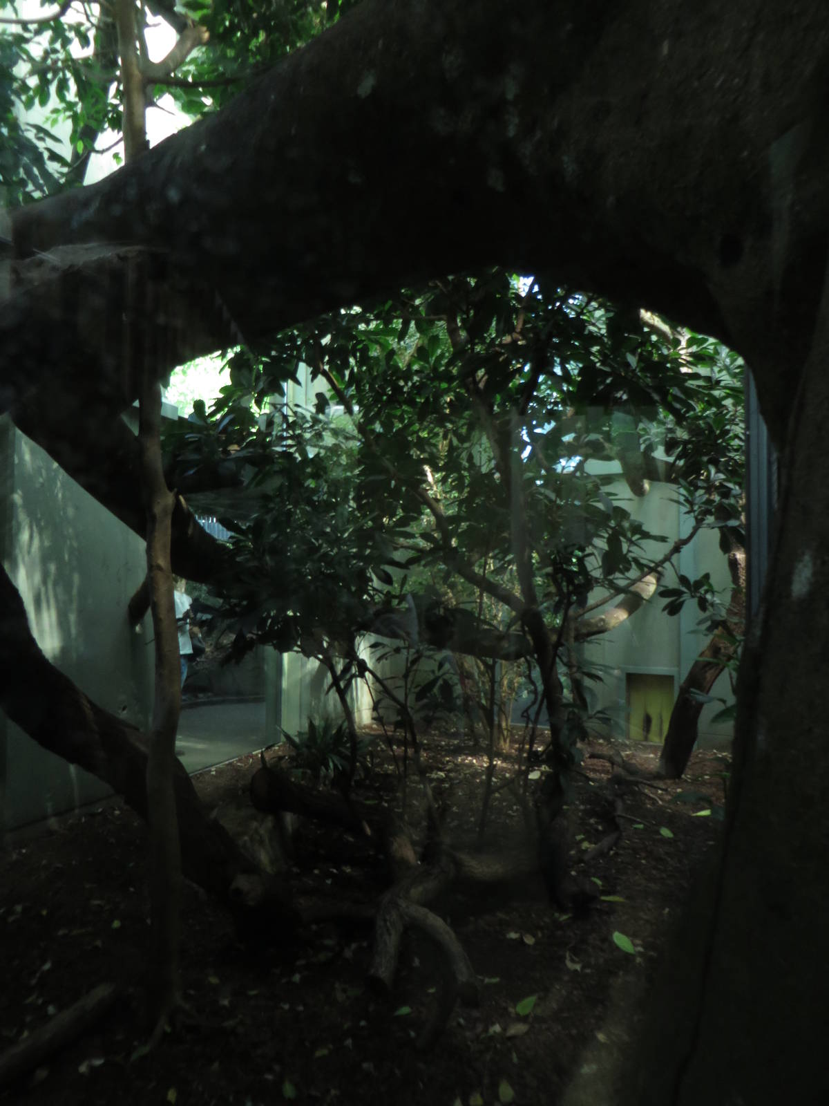 cat house - fossa indoors