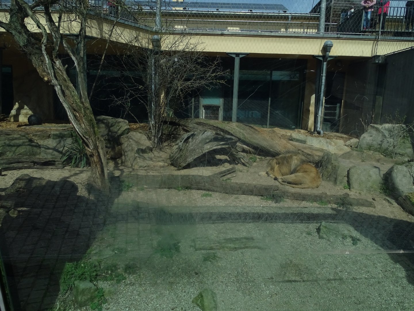 Cat House: Lion Enclosure (04/22)