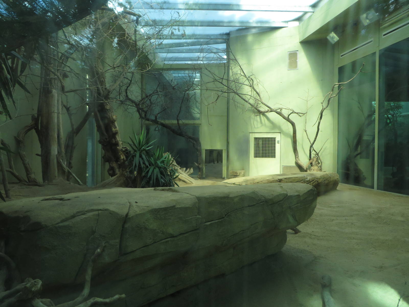 Cat house - lion indoors