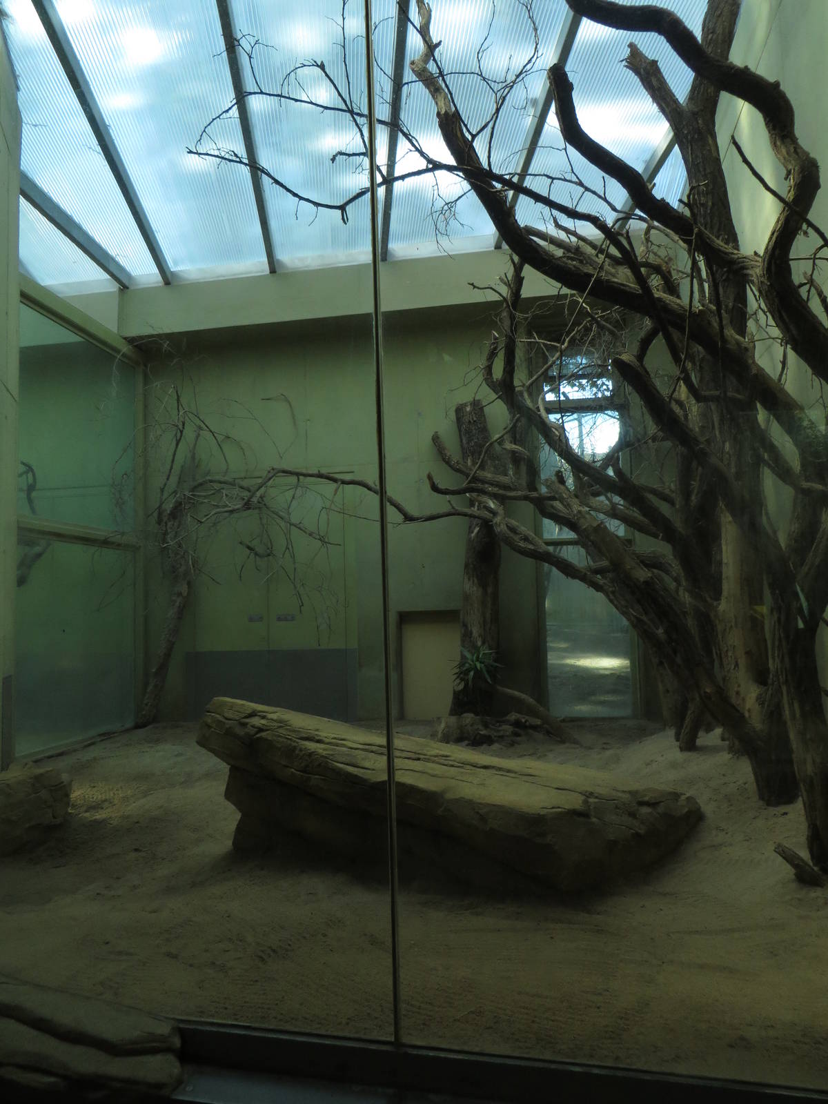 Cat house - lion indoors