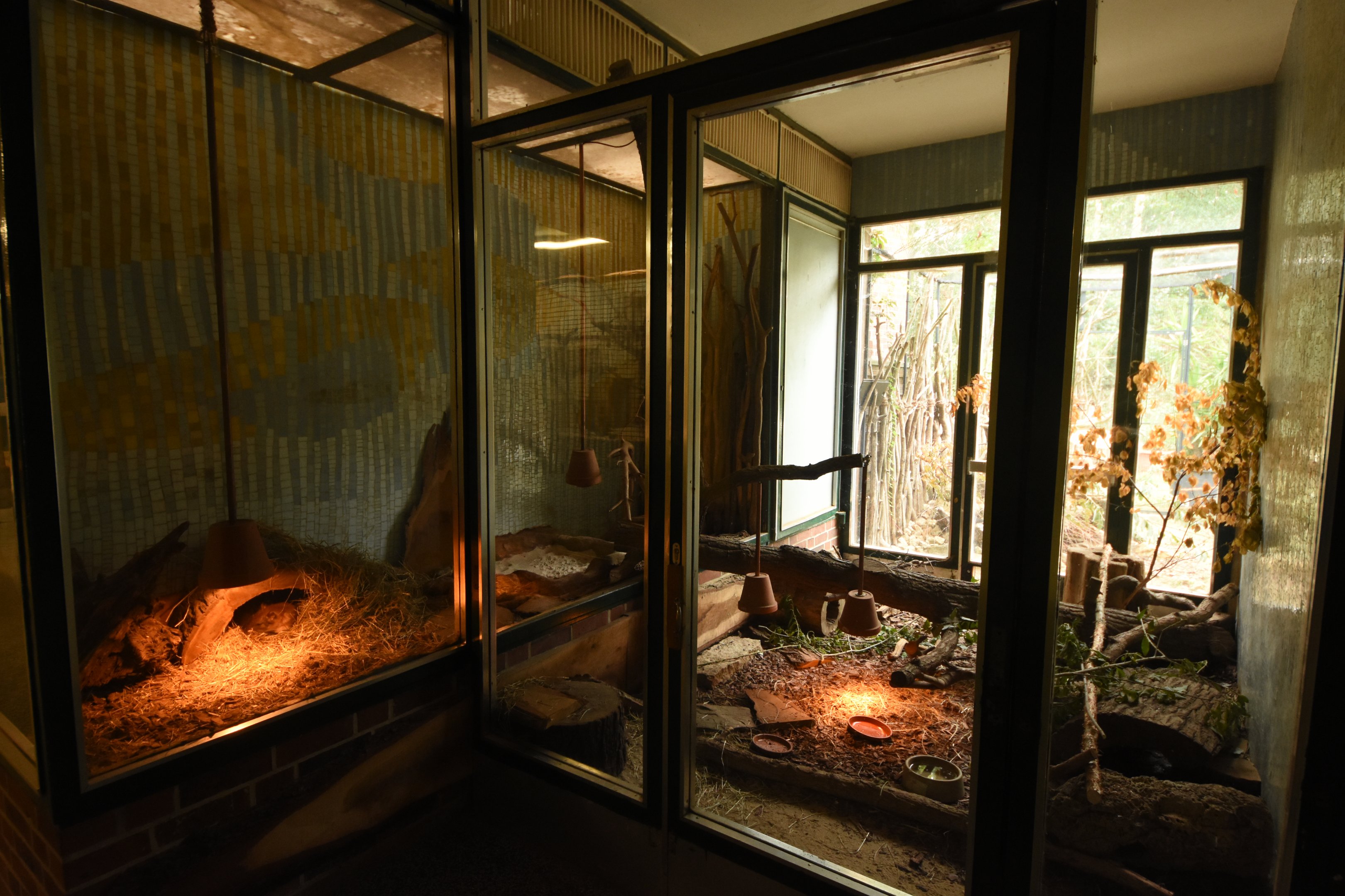 Cat house - Lowland paca enclosure