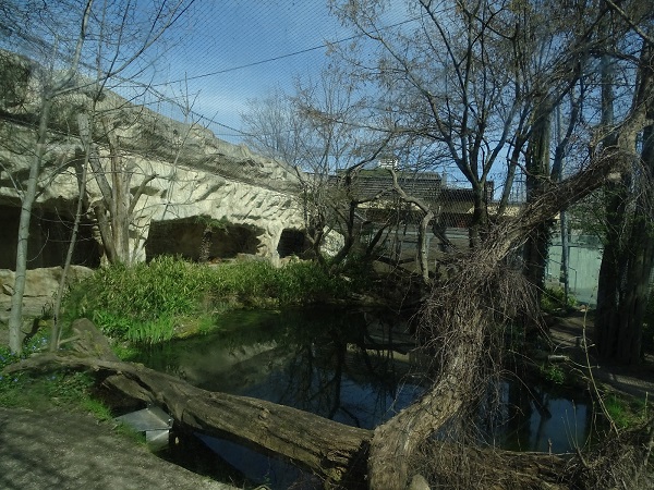 Cat House: Malayan tiger Enclosure (04/22)