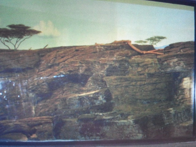 Cat House- Margay exhibit