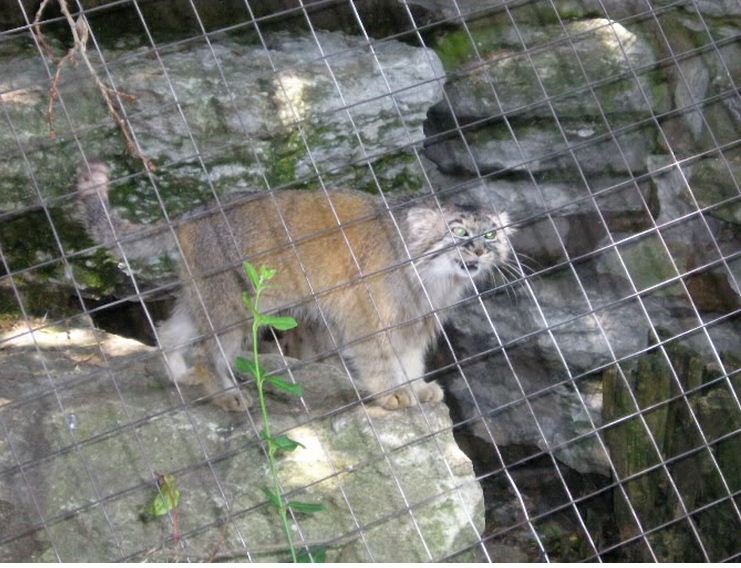Cat House-Pallas' Cat