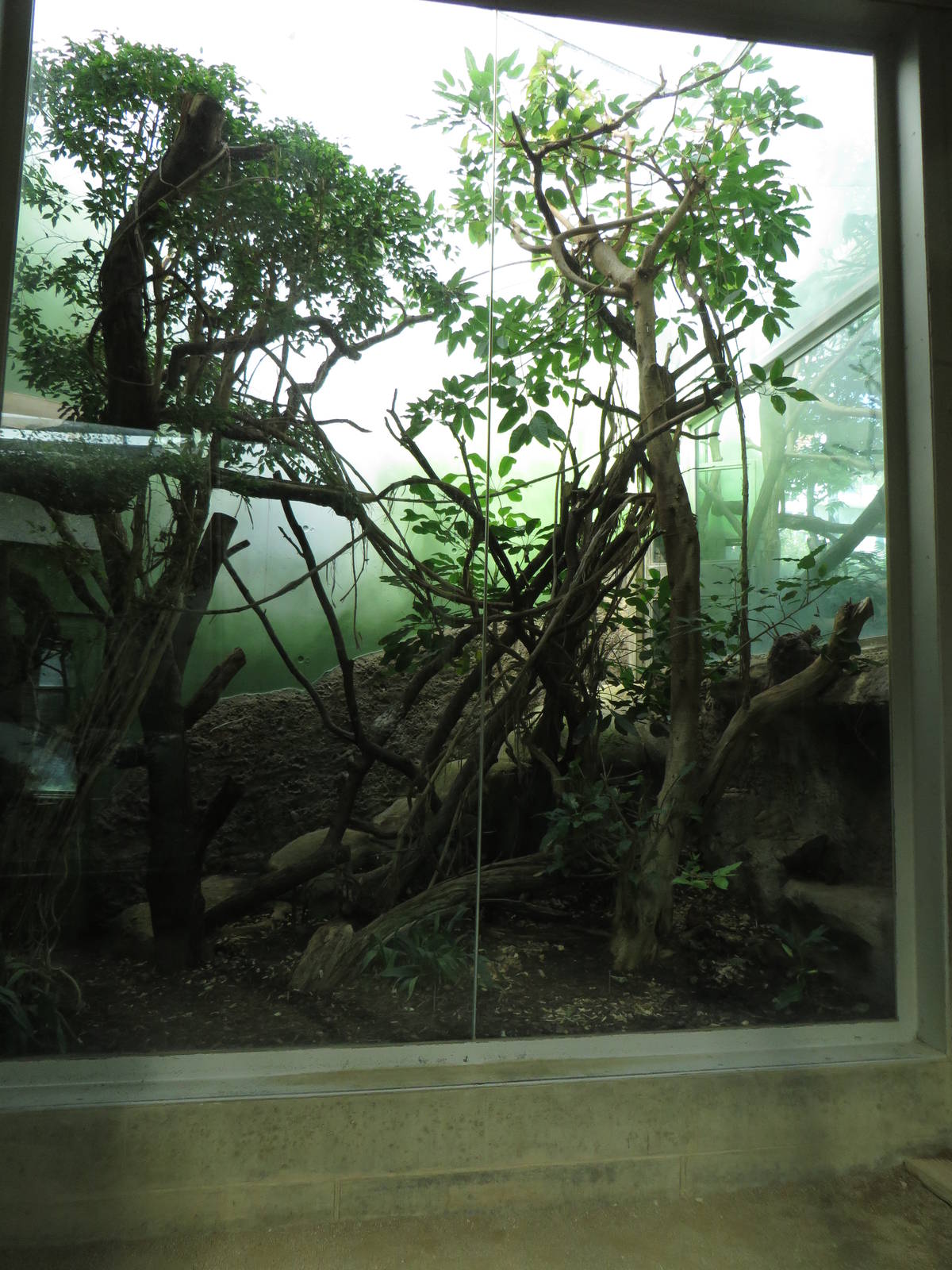 Cat house - rusty spotted cat indoors