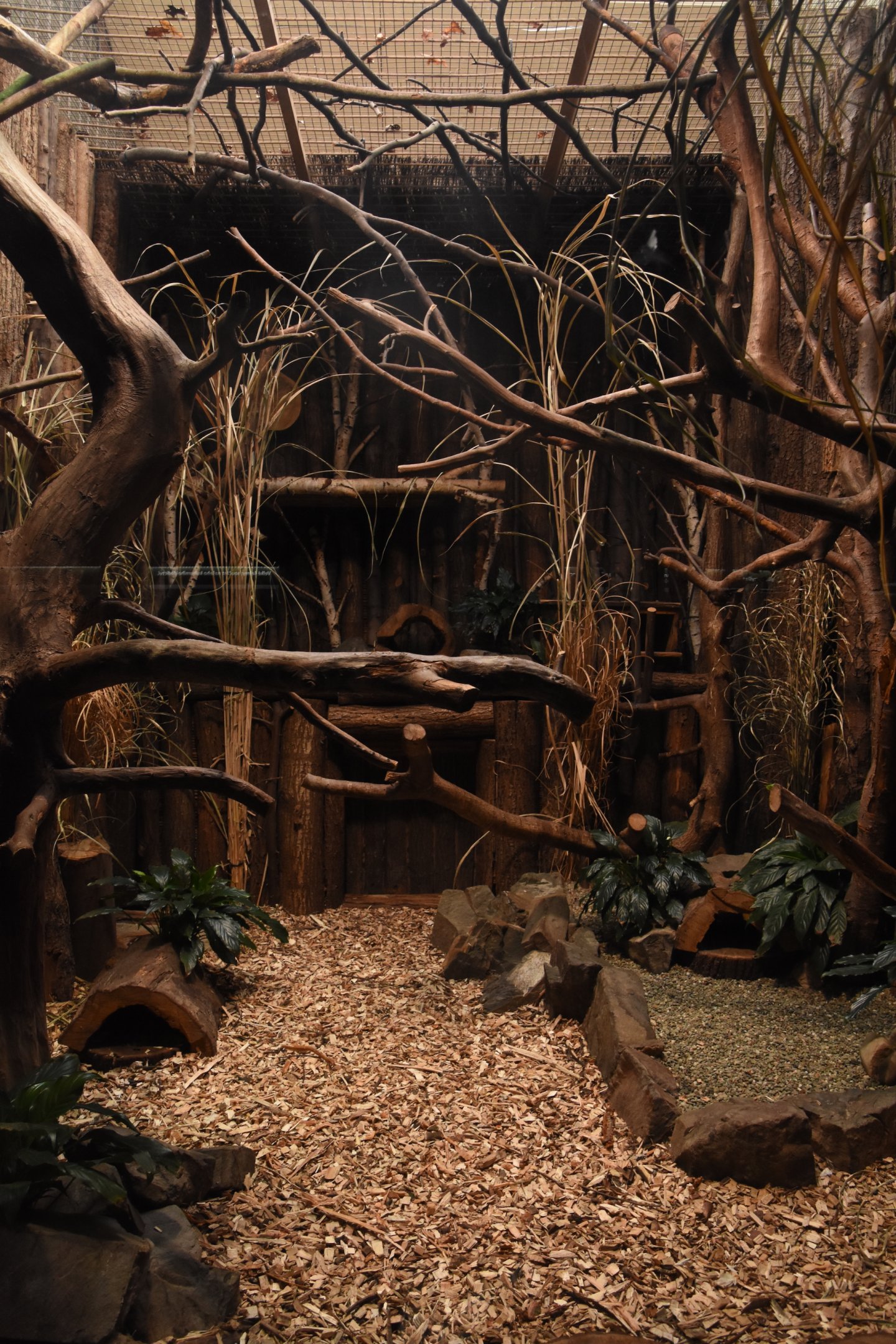 Cat house - Rusty-spotted cat